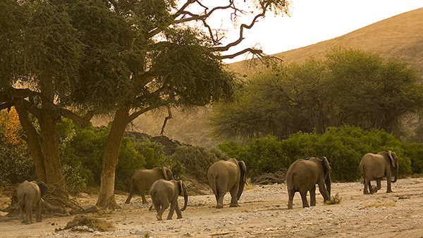Conservancy Safaris Namibia